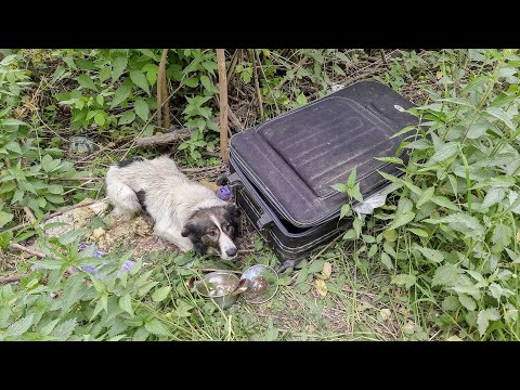 Видео: Хозяева выставили кормящую собаку на улицу вместе с чемоданом! В чемодане лежат щенки? dog rescue