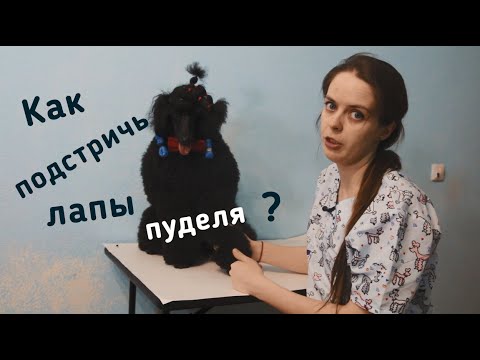 Видео: Как подстричь лапы пуделя ?