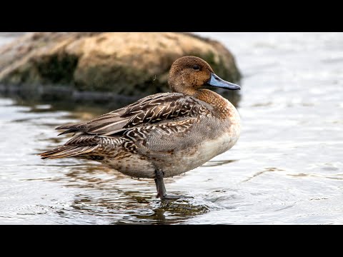 Видео: Осенние шилохвости. Anas acuta. Птицы Беларуси.