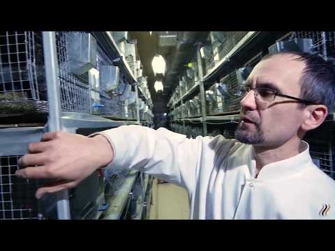 Видео: Кормление шиншилл на ферме. Система уборки на ферме. Брикеты и сушка фруктов. Часть 3