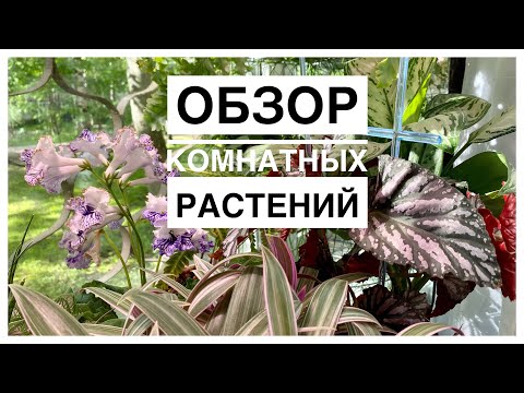 Видео: Обзор комнатных растений | 27.05.2023г.