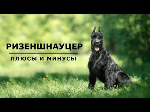 Видео: РИЗЕНШНАУЦЕР. Плюсы и минусы породы Giant Schnauzer