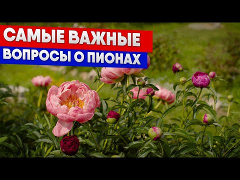 Видео: Самые важные вопросы о пионах