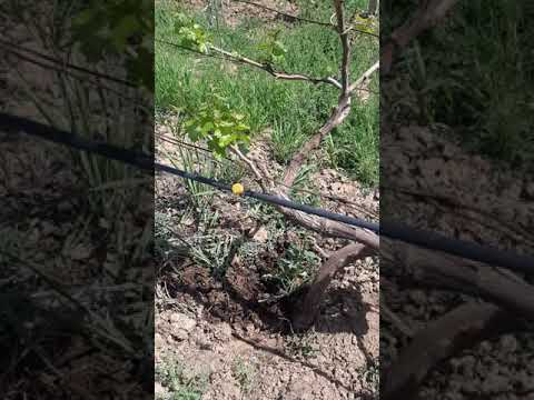 Видео: обмонии ангур бо усули катраги