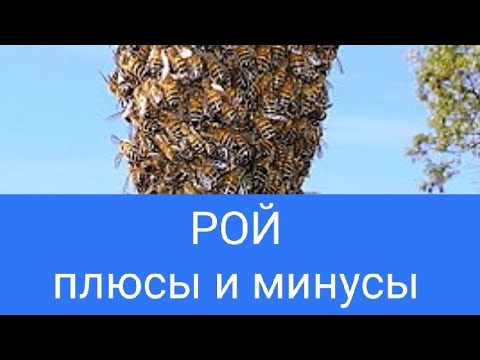 Видео: РОЙ Плюсы и Минусы Роения Пчёл. В.Г. Кашковский