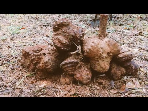 Видео: БУРОВАЯ В ЛЕСУ, ШАРОШЕЧНОЕ ДОЛОТО!