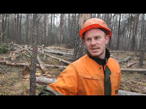 Видео: Валка леса /// Сухостой просто Клас /// 🌲🌲🌲