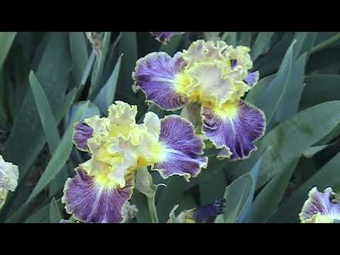 Видео: Карнавал ирисов  2024