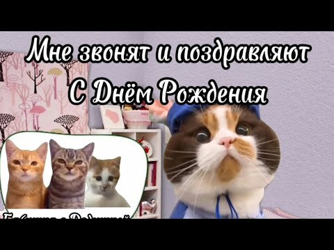 Видео: Рил: Мой День Рождения 🎁. Футажи в моём телеграм канале. Мемы с котами. Смешные котики.