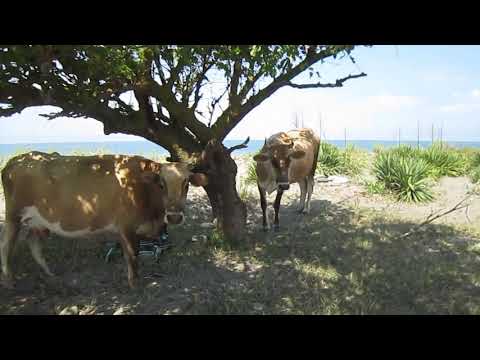 Видео: Гагра (11) Абхазия Колхида Алахадзы, Колхидская низменность