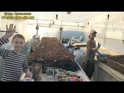 Видео: Укоренение винограда. Часть 3. Работа с торфом.