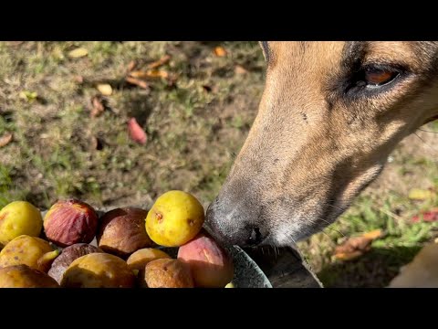 Видео: Инжир Сары Апшеронский и Брунсвик созревают .