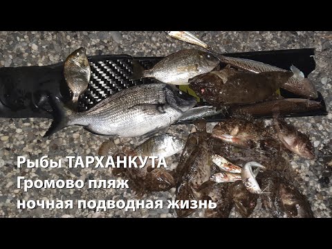 Видео: Рыбы ТАРХАНКУТА июль 2022 Громово пляж Ночная подводная охота 2022 Подводная охота 2022 Тарханкут 22
