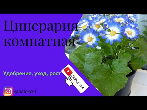 Видео: Цинерария комнатная. Удобрение и рост. Отличия симпатии от кровавой цинерарии.