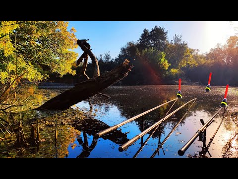 Видео: ЗНАЙШОВ БОЛОТО в Корчах і Корягах. Лящ, Карась. Риболовля на карася.