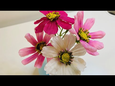 Видео: 🌸КОСМЕЯ ИЗ ХФ🌸МК!