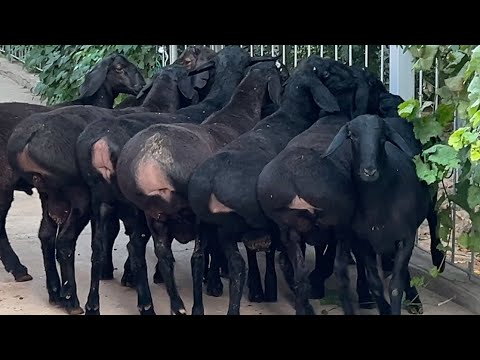 Видео: 11 САР КУЧКОРИ ФУРУШИ ТЛ 013 73 91 91 НОМЕРИ СОХИБИ КУЧКОР 9 октября 2025 г.