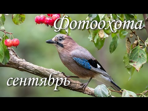 Видео: Фотоохота в сентябре 2023