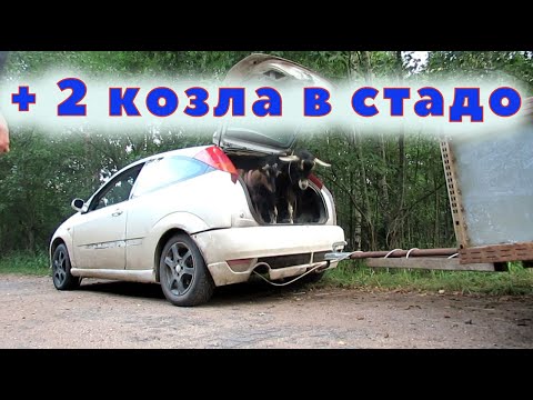 Видео: 3 козла в стаде !