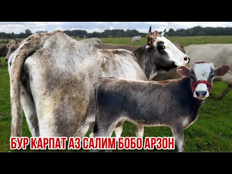 Видео: Карпати оча бача арзон Салим бобо 17 октября 2025 г.