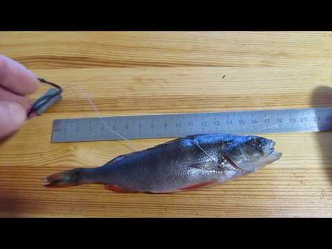 Видео: Как насадить живца (окуня) на самоловку.