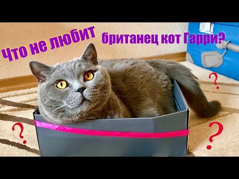 Видео: Что НЕ любит британский кот? 1 часть / British cat Harry