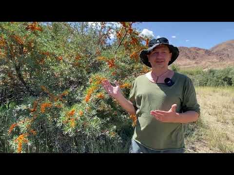 Видео: Облепиха и птицы. И дом, и еда, и убежище.  Облепиха для попугаев и других птиц, можно ли давать?