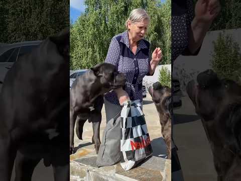 Видео: Счастье у ребят, бабушка приехала 🤩 #канекорсо #mastiffbreed #собака #canecorsolove