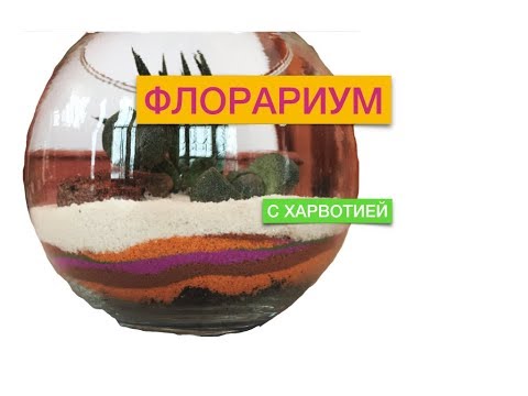 Видео: Флорариум из суккулентов. Хавортия.