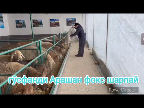 Видео: Бизнеси Гусфанди Арашан фокс Шарпай дар Тошкент Точикистон