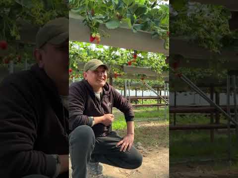 Видео: Иккинчи Шогирд Иссиқхонасига САЁҲАТ: Гидропоника ҚУЛУПНАЙИ! 🍓 Янги Тажриба #qulupnay #gidroponika