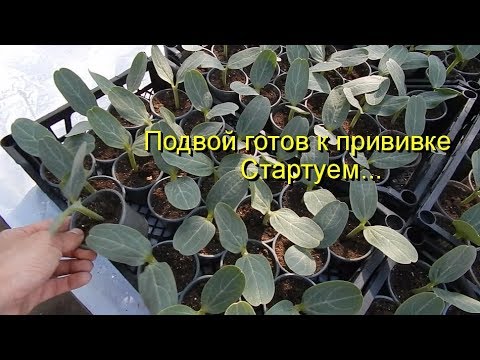 Видео: Подвой готов к прививке. Стартуем...