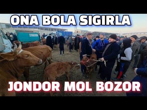 Видео: БУХОРО ЖОНДОР МОЛ БОЗОР 09.11.2025/ОНА БОЛА СИГИР НАРХЛАР. 