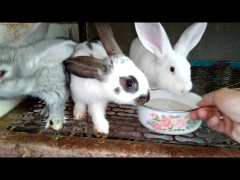 Видео: Сколько весят купленные крольчихи и чем лучше кормить кроликов