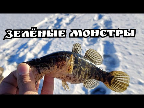 Видео: В ночь на рыбалку за зелёными озёрными монстрами. Рыбалка на ротана. 12.11.2022.