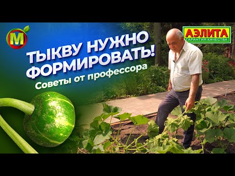 Видео: КАК ФОРМИРОВАТЬ ТЫКВУ?