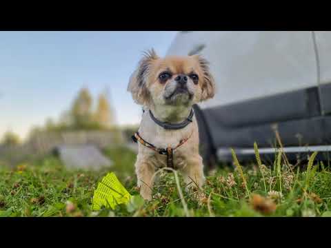 Видео: Окрестности Карпинска и пос.Сосновка. Свердловская область.