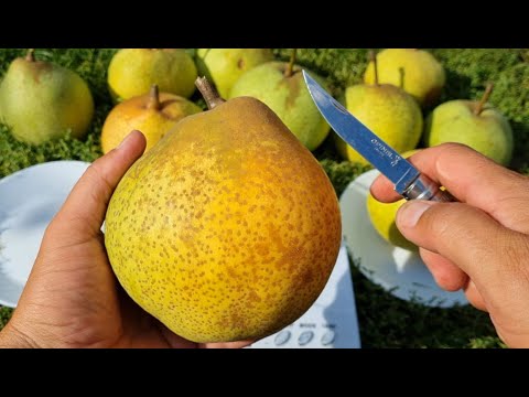 Видео: Японська селекція.Груша🍐 велетень.Сорт груші Мішірасу.Pear Mishirazu.