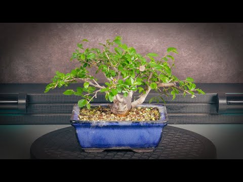 Видео: Обрезка бонсай из вяза китайского (дерево 5 - часть 2)