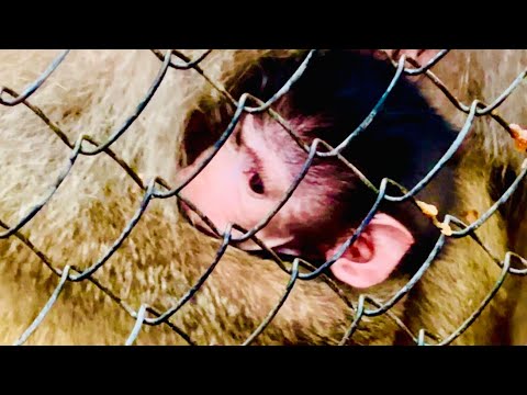 Видео: Рассказ о том как нас обманула ЛЮСЬКИНА МАТЬ и оставила у себя малыша!