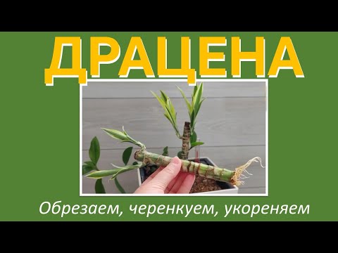 Видео: ДРАЦЕНА: обрезка, укоренение, посадка черенков на фитильный полив