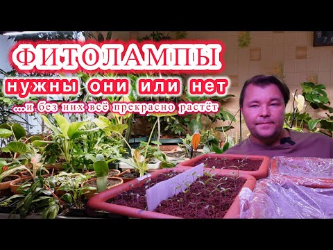 Видео: Свет   нужен он растениям или нет