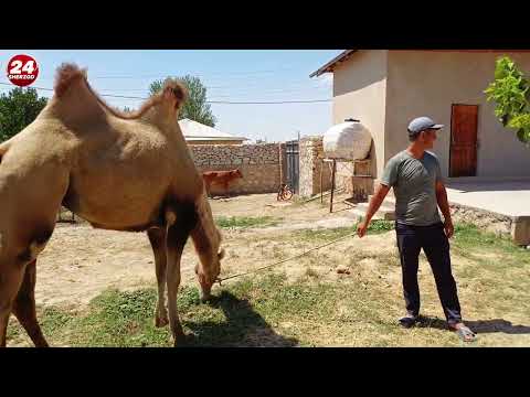 Видео: Тайсин полвон туйи учун суйладиган жонликлар