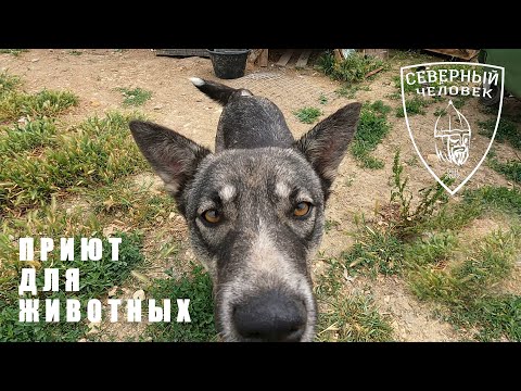 Видео: Приют для животных "Добрый Мир"