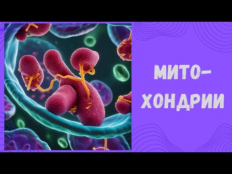 Видео: Просто про Митохондрии . Ацетил КоА, цикл Кребса, дыхательная цепь.