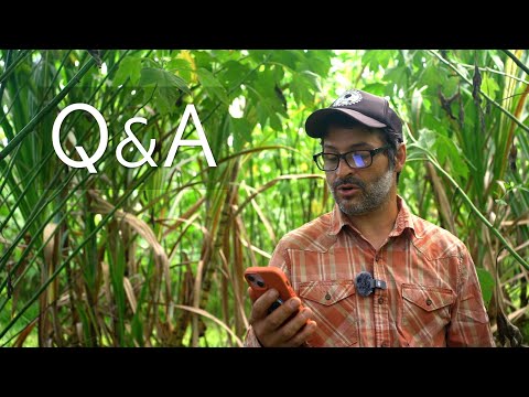 Видео: Синтропическое агролесоводство | Вопросы и ответы