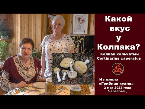 Видео: Какой вкус у Колпака?... Колпак кольчатый - Cortinarius caperatus. "Грибная кухня" 2 мая 2022 года.