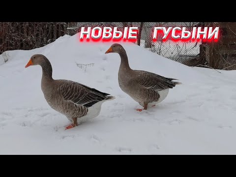 Видео: Две Гусыни пополняли наше хозяйство