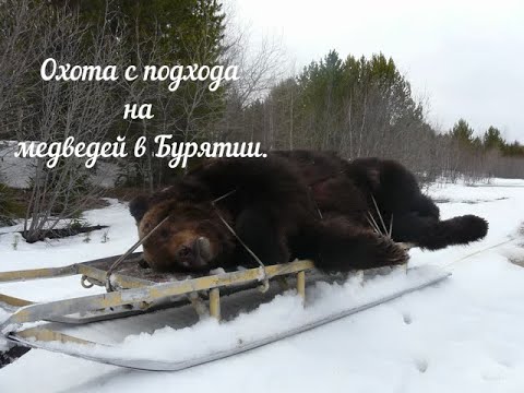 Видео: Охота с подхода на медведей в Бурятии. Хамар-Дабан 2025