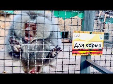 Видео: Люська НАТРАВИЛА НА МЕНЯ Елисея, я такого НЕ ОЖИДАЛА! 